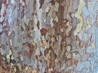 tree bark texture - obrazy, fototapety, plakaty