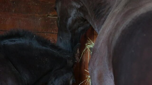 Young foal or yearling horse and Mother mare feed on hay together