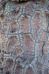 texture of the bark of a tree