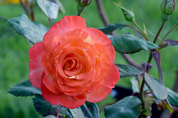 Chihuly Rose Flower 02