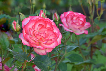 Nicole Rose Flower Duo 02