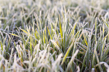 winter weather in an agricultural field