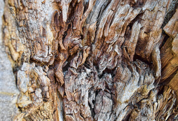 tree bark texture