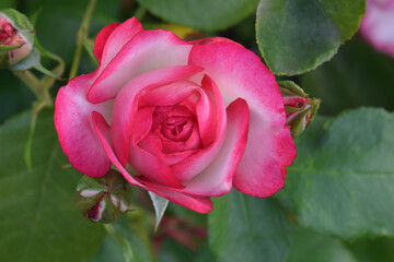 Nicole Rosebud 03