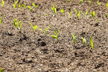 sweet green unripe corn