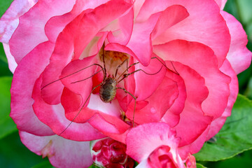 Nicole Rosebud Spider 01