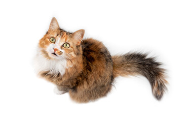 Top view of long hair cat looking up while sitting. Attentive stare /glare at something. 1 year old multicolored female cat with super fluffy fur. Calico or torbie and yellow eyes. Isolated on white.