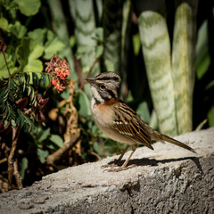 
The tico-tico is a Brazilian bird with a brown, black and gray color and its tuft. It has a large...