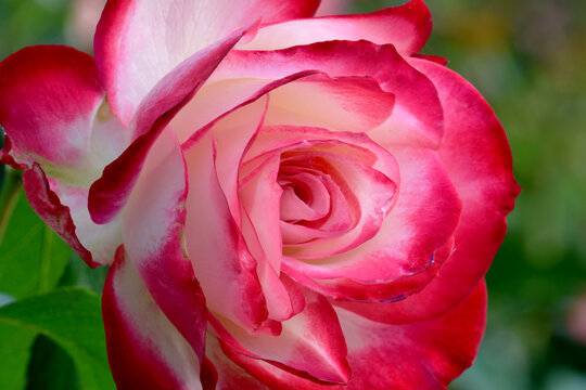 Cherry Parfait Rose Closeup 01