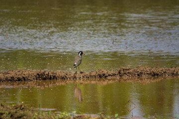 Red-wattled lapwing