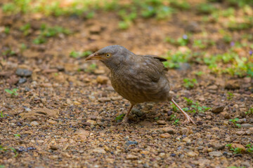 Yellow billed babbler