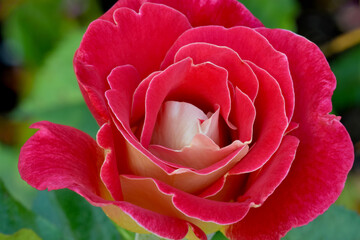 Champagne Rose Closeup 03