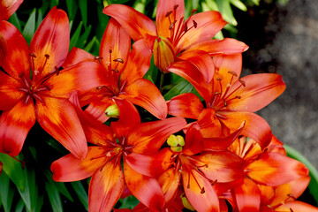 Obraz na płótnie Canvas orange lily flowers