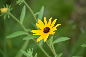 yellow flower in the garden