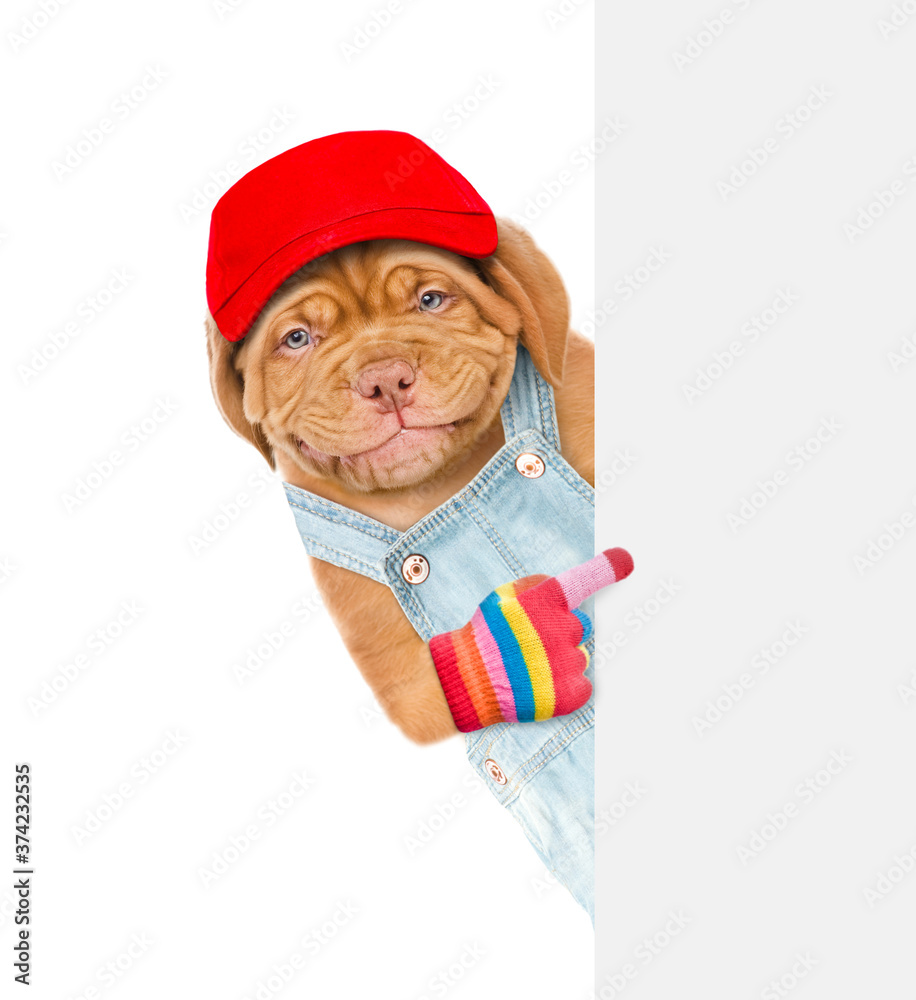 Aufkleber Smiling puppy wearing jeans overalls and red cap points on empty white banner. isolated on white background