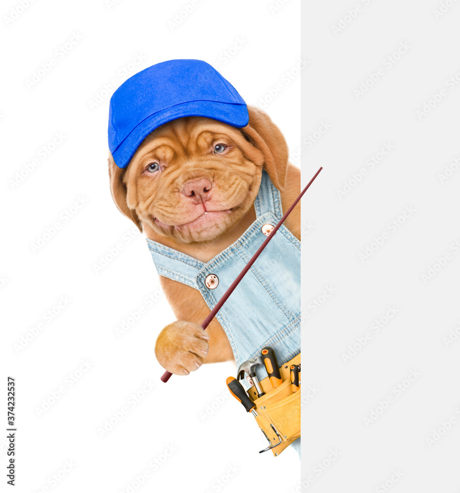 Poster smiling puppy wearing blue cap, overalls and tool belt points on empty white banner. isolated on whi