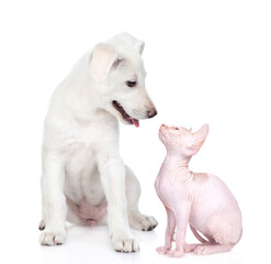 Puppy and kitten look at each other. isolated on white background