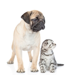 Pug puppy and scottish kitten sit together and look awayand up on empty space. isolated on white background