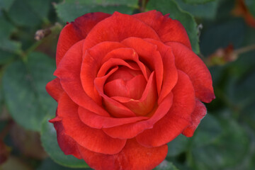 Roman Holiday Red Rose 01