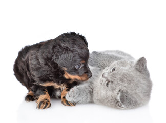 Playful kitten plays with Toy terrier puppy.  isolated on white background