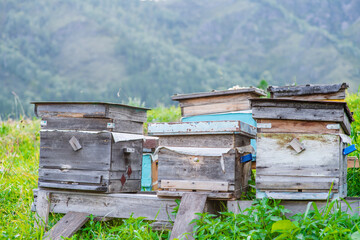 Old wooden beehives with bees
