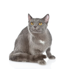 Gray cat sitts in front view and looks up. isolated on white background