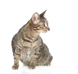 Adult cat sitts in front view and looks away on empty space. isolated on white background