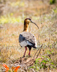 
Curicaca, bird with a general lead-gray color, red eyes and feet and a white band on the forehead.
The bill is long and curved downwards.