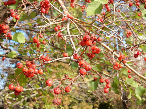 autumn hawthorn branch with red berries and yellow green leaves on a blury background