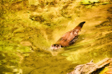 Obraz premium otter swims in the water