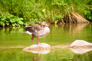 grey goose stands on one leg