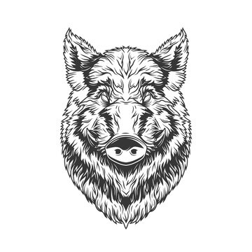 Original monochrome vector illustration of a boar's head in vintage style. T-shirt design