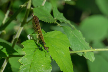 damselfly anisoptera perched on a green leaf