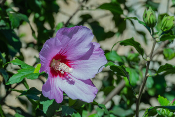 flower rose mallow hibiscus syriacus