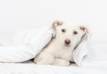 Cute dog lies under warm blanket on the bed at home. Empty space for text