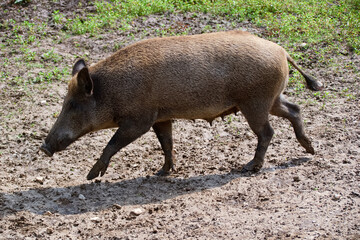 wild boar in the woods