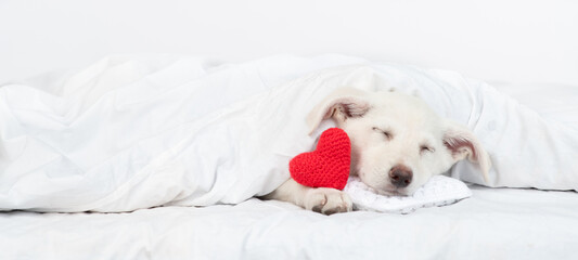 Cute puppy sleeps on pillow under blanket on a bed at home with red heart. Empty space for text