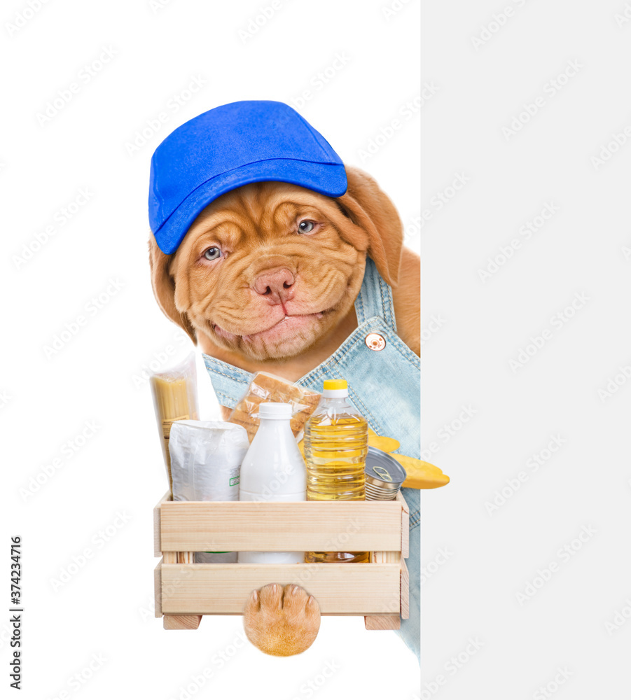 Poster delivery dog wearing blue cap and overalls holds box with grocery and looks from behinde empty white