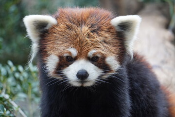 Fototapeta premium 動物