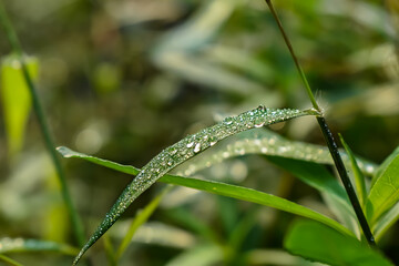 Morning dew drop fall on the small green grass leaf close-up shot in the morning time.