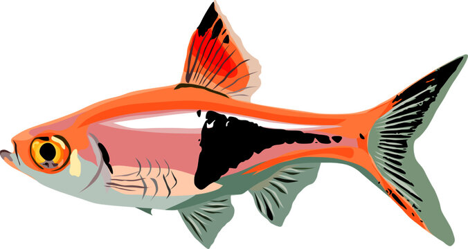 Harlequin Rasbora fish isolated on white background