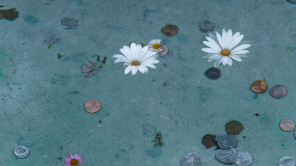 Water lilies floating in a coin pond and dropping spare change into a wishing well pool for good...