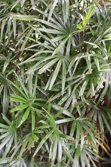 fresh green Rhapis excelsa plant in nature garden