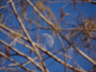 moon beneath the branches