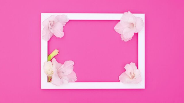 white flowers in white photo frame on pink theme. Stop motion 
