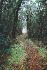 Obraz premium path in the woods