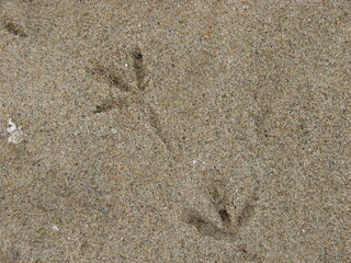 bird footprint on the sand