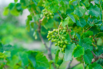 Unripe grape fruits on a vine side view on a garden background
