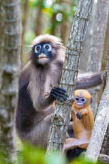 golden monkey in the wild,Thailand