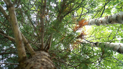squirrel on a tree